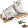 Polarduck Cat Scratching Cardboard Scratch Board: Scratcher Bed for Indoor Kitten - Pet Accessories as Cat Mat Cat Toy Reversible & Recyclable | 42 x 21.5 x 3cm - 1 Pack