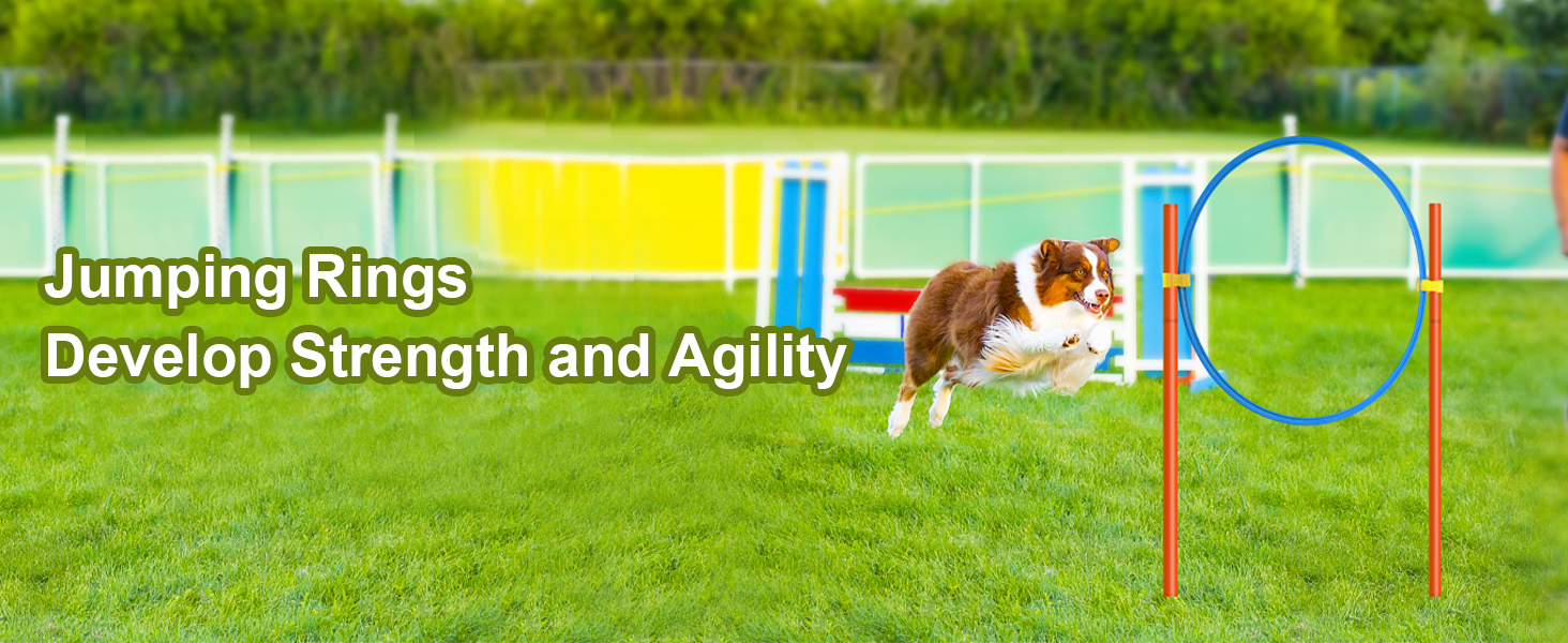 dog agility kit