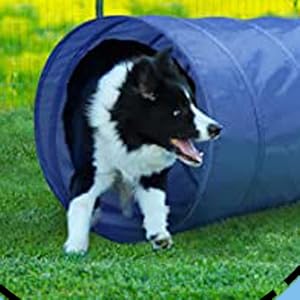 dog trainingtunnel