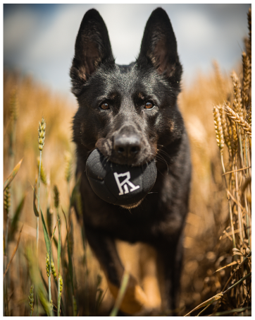 dog holding ball