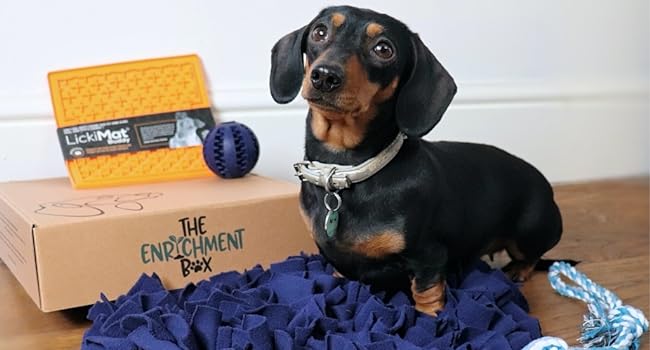 the enrichment box with a dog