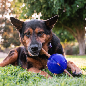 Interactive treat stuff dog toys