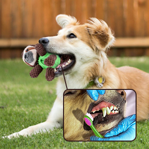 Treat Dispenser Toys for Cleaning Teeth