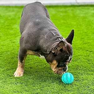 Frenchie Ball