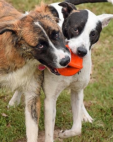 bounderz rubber dog toy outdoors indoors interactive fill with treats