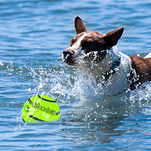 dog ball toy