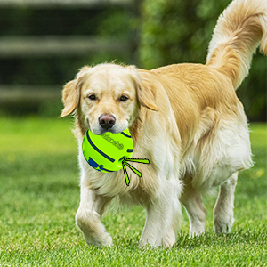 dog toy balls