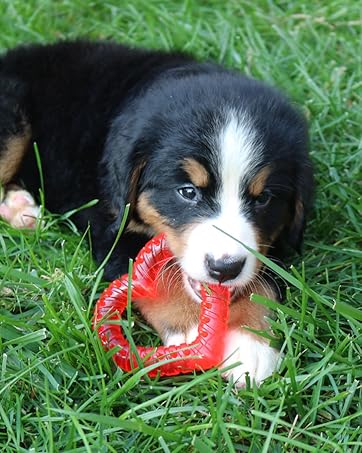 teething aid heart with cute puppy outdoor indoor ice