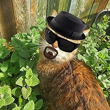 CAT IN HEISENBURG COSTUME WITH CATNIP PLANT