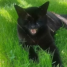 cat laughing on grass