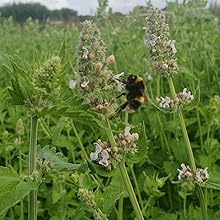 bee in field