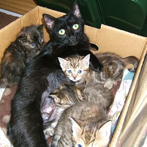 Mew with Kittens in box rescued