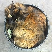 cat in plant pot with catnip