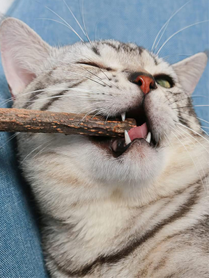 cat chew sticks