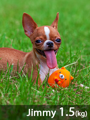 egg dog toys