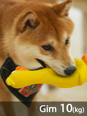 Yellow Duck Dog Toy