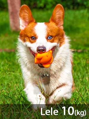 Elephant Dog Toys