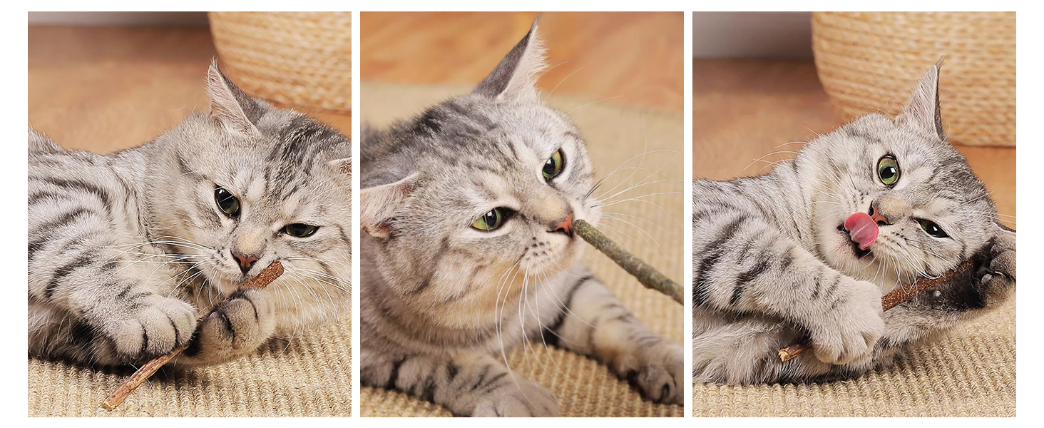 cat chew toy