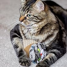 Cat with toy