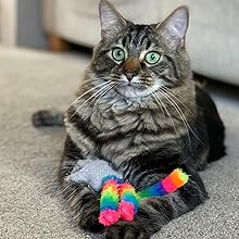 Cat with toy