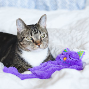 cat laying down with a purple toy monsterindiscernible