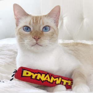 Cat on couch clutching Petstages Dynamite catnip toy