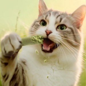 catnip tea bags cats cat grass for indoor cats cat dental treats cat teeth cleaning cat chew sticks