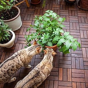 Two Bengal cats sniff a large, green, bushy valerian plant