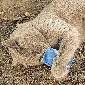 A grey shorthair cat plays with a blue cat cushion from Pretty Kitty