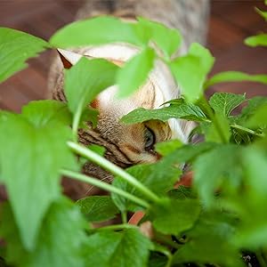 A Bengal cat sniffs a valerian plant. Close-up of green leaves