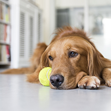 indestructible dog toys