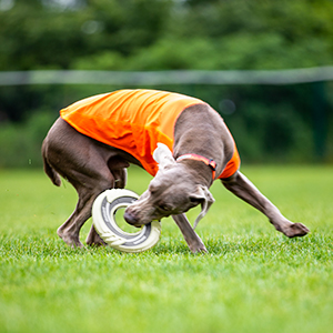 interactive dog frisbee in the dark