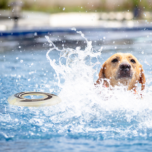 dog frisbees indestructible