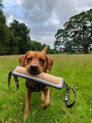 Fenrir Master The Everyday Connect With Your Canine companion