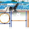HLGKBY 28 Piece Dog Agility Equipments, Obstacle Courses Training Starter Kit, Pet Outdoor Games for Backyard Includes Jumping Ring, High Jumps, Slalom Poles with Carrying Case, Building mutual trust