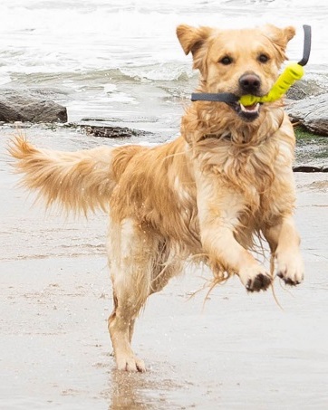 dog playing on beach with petlove tug toy