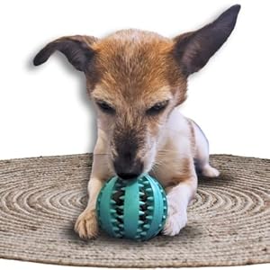 Dog Toy Ball