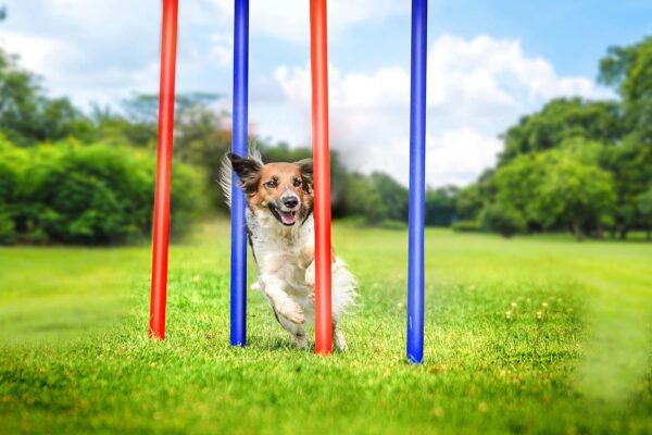 maxxpro Agility Slalom Set - Agility Set for Dogs - 60 x 3 cm - Plastic - Blue/Red