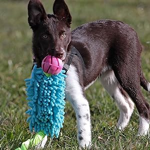 bue dog toy, bungee chaser