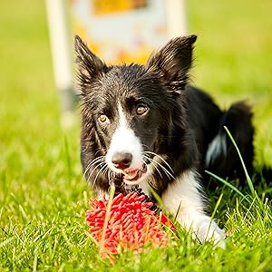 red dog toy, mop dog toy, squeaky toy