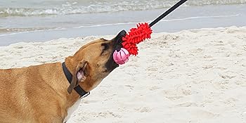 tug of war, bite dog toy