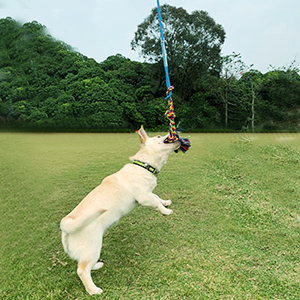 flirt pole for dog