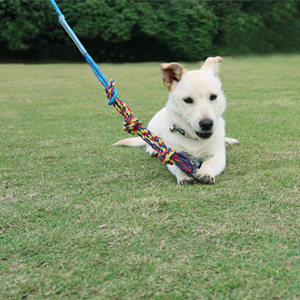 flirt pole for dog