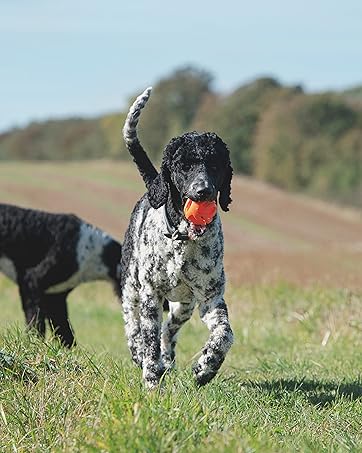 dog jumping to catch a ball in a field