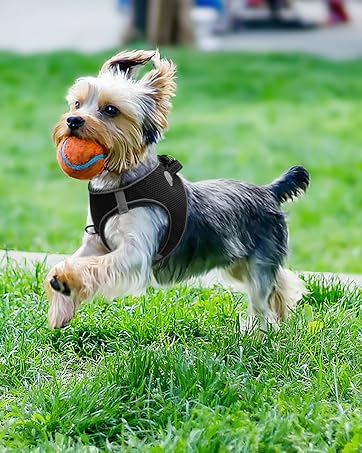 step in dog harness